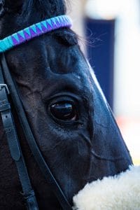 Close up of Race horse Young Love eye | Kuda