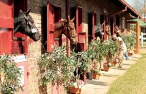 NYS-Stables-Plants